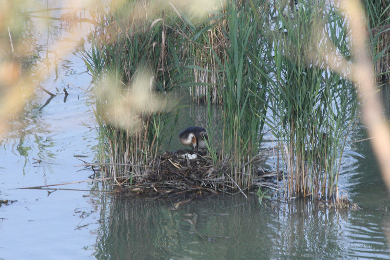 Svasso maggiore - cova tardiva